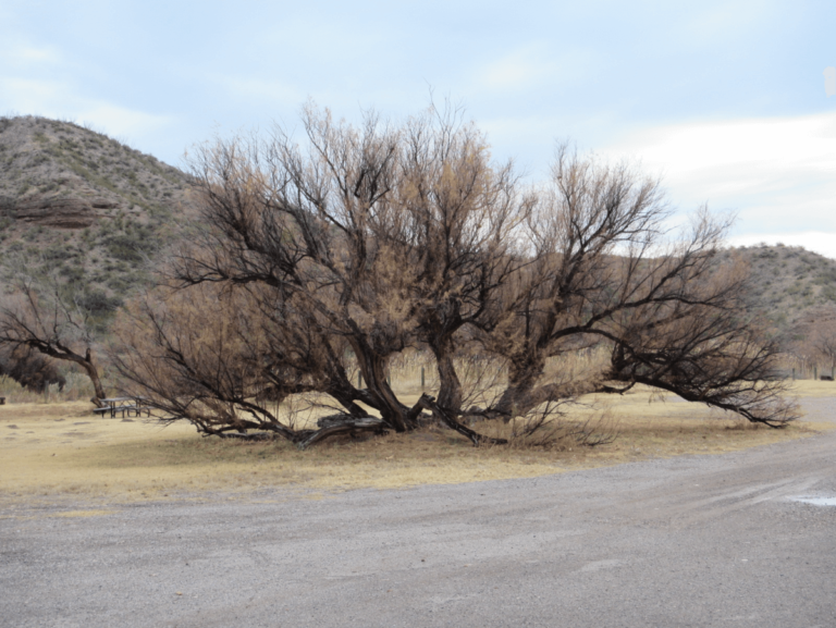 Caballo Lake SP NM featimg