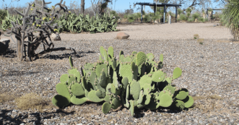 Pancho Villa SP NM cactus2