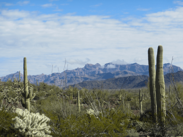 Organ Pipe Cactus NM AZ feat img